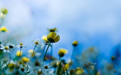 flowers-field-nature
